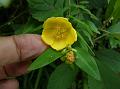 Nepal Hypericum